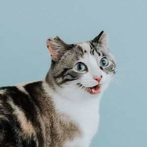 Meet your Posher, Peyton